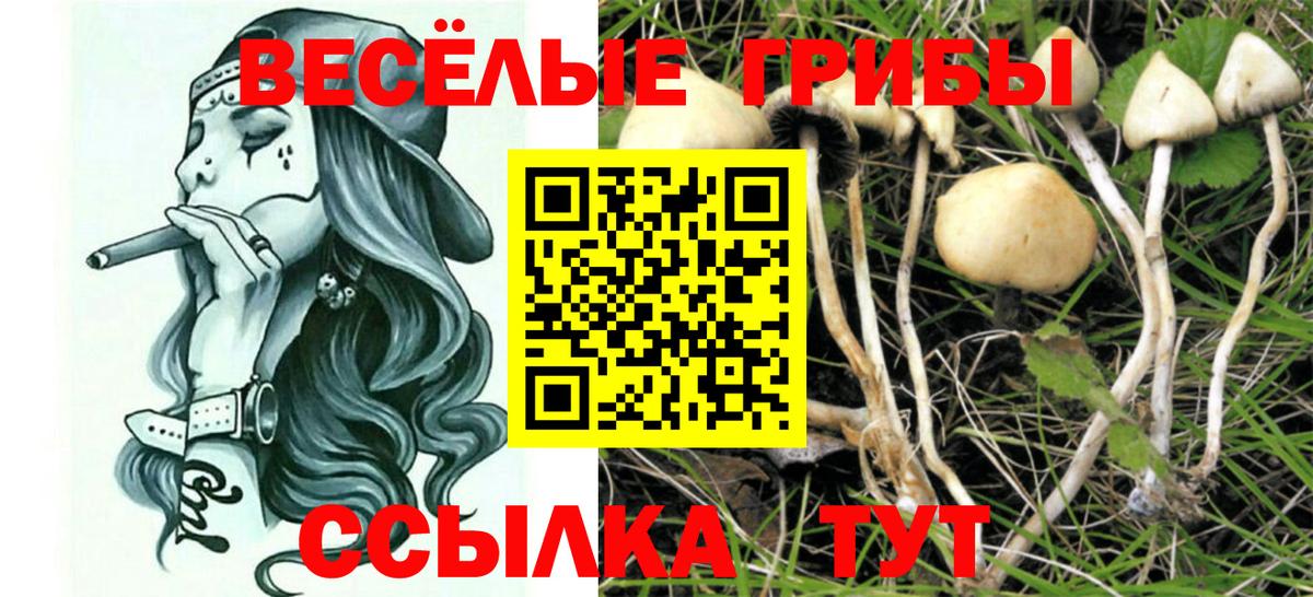 Псилоцибиновые грибы Psilocybine cubensis Переславль-Залесский