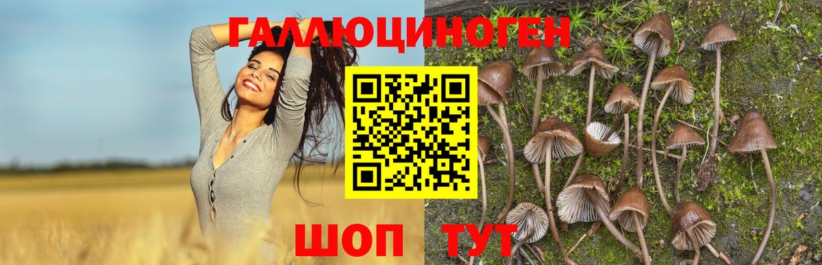 Псилоцибиновые грибы мухоморы Переславль-Залесский